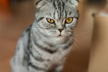 Picture of dun cat sitting on the floor next to the wall