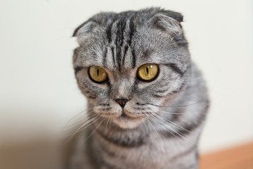 Obraz premium Zdjęcie kota dun siedzącego na podłodze przy ścianie