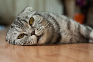 Cat is lying on the floor, he is so sweet
