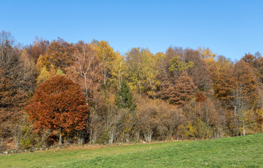 forêt en automne