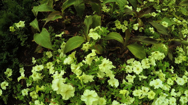 Flower Garden in city park