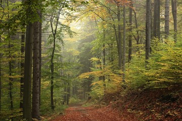 Obraz premium The trail through the autumnal forest