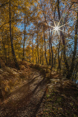 Fototapeta premium chemin en sous-bois