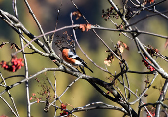 uccello macro natura colorato 