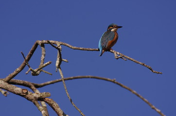 Fototapeta premium Martin-peêcheur sur son bois mort