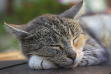 Sleeping tabby cat