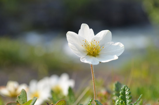 White flower of mountain avens in subarctic tundra, Abisko