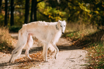 White Russian Borzoi hunting in autumn forest.