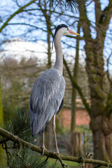 Graureiherportrait