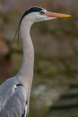 Graureiherportrait