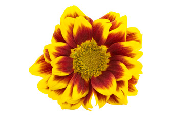 Yellow red chrysanthemum