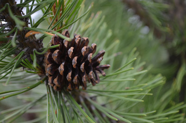 Pine cone and needles of scots pine