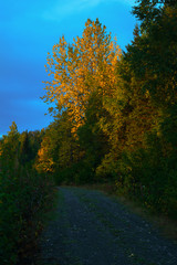 Gravel Road in Fall