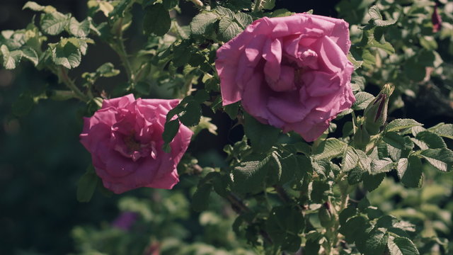 Flowers of a dogrose, windy weather, rose dog, rose of Kanin, Rosa canina L