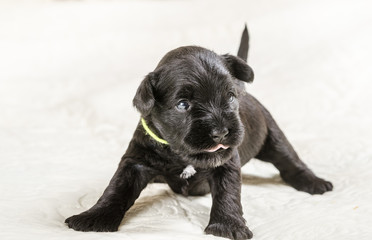 Small puppi breed Miniature Schnauzer