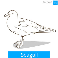 Seagull learn birds coloring book vector