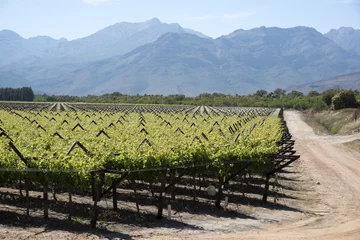 Foto op Canvas Vines in the Bergrivier region during springtime. South Africa © petert2