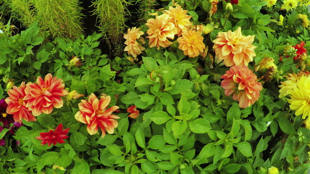 Flower Garden in city park