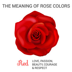 Red rose infographics