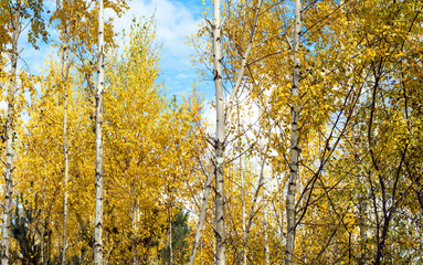Fototapeta premium Oak bark with green moss