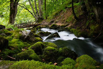 stream in the forest