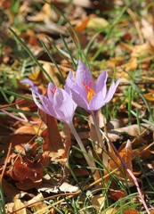 Цветущий шафран (Crocus sativus)