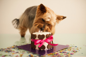Dog in eats a small birthday cake