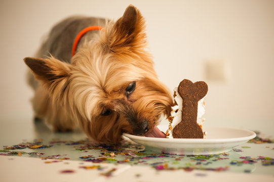 Dog in eats a small birthday cake