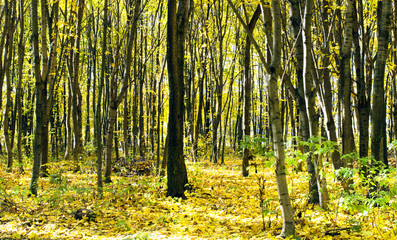 Trunks of trees with fallen yellow leaves