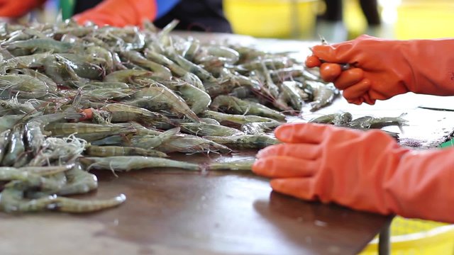 Fishermen are choosing size of fresh shrimps