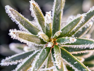 Icy yew needles