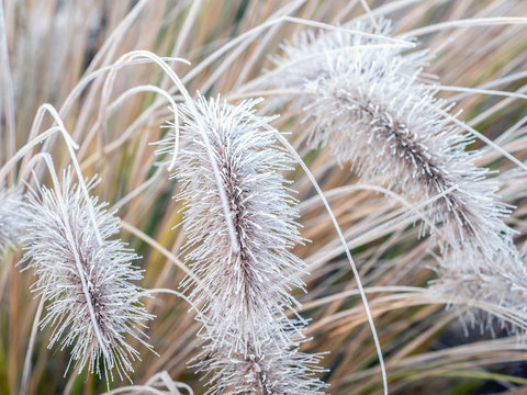 Icy  Pennisetum Alopecuroides Grass