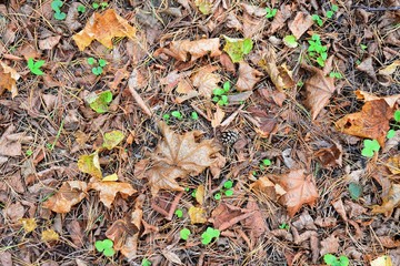 Autumn in the forest leaves and grass background