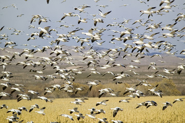 Thousands of snow geese fly over cornfield at the Bosque del Apache National Wildlife Refuge, near San Antonio and Socorro, New Mexico
