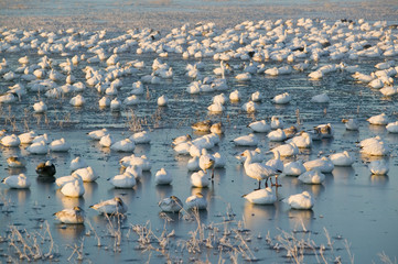 Thousands of snow geese and Sandhill cranes sit on lake at sunrise after early winter freeze at the Bosque del Apache National Wildlife Refuge, near San Antonio and Socorro, New Mexico