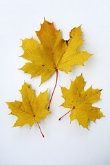 Fototapeta na wymiar Colorful autumn leaves in Europe on October