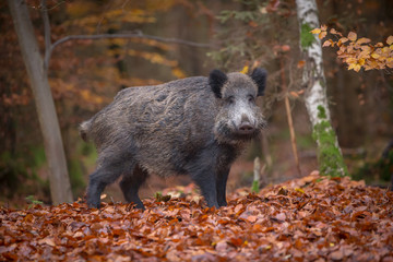 Male boar in beech woodland