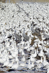 Obraz premium Snow geese and Sandhill cranes on frozen field at the Bosque del Apache National Wildlife Refuge, near San Antonio and Socorro, New Mexico