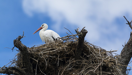 Cigüeña en nido