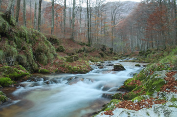 Autumn forest with a mountain river with waterfalls and stream falling into it in the Italian Alps

