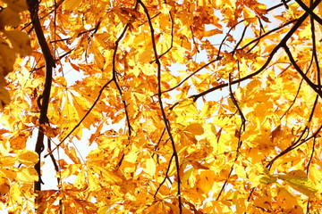 Herbst Herbstblätter Wald Baum Natur