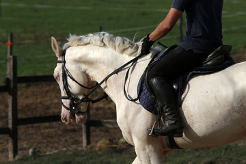 Purebred gray horse galloping with unknown rider