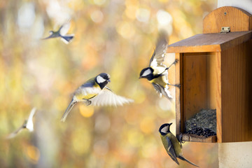 Fototapeta premium a several of titmouses near a wooden feeding trough with sunflow
