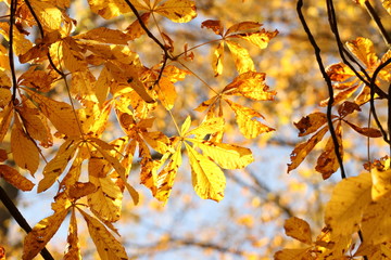 Herbst Herbstblätter Wald Baum Natur