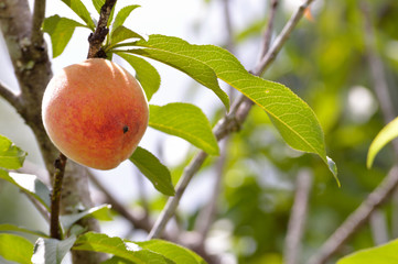 Peach on peach tree in bright sunlight