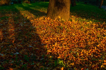 Autumn leaves