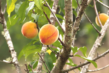 Peaches on tree ready to harvest