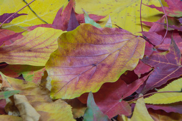 Autumn Leaves