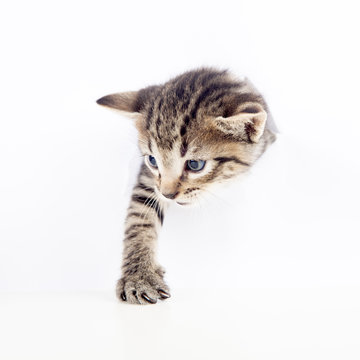 Gatito atravesando papel