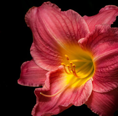 Pink Day Lily